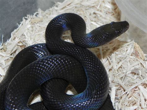 African House Snakes - Boaedon fuliginosus - are some of the best captive pet snakes to keep because they are generally friendly, of a small size, and manageable to care for. . Nigerian black house snake